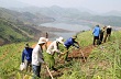 Phát triển vùng cao su ở Than Uyên (Kỳ 2)